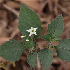 Solanum nigrum (Black Nightshade) at Gundaroo, NSW - 11 Nov 2024 by ConBoekel