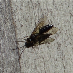 Unverified Sawfly (Hymenoptera, Symphyta) at West Hobart, TAS - 10 Nov 2024 by VanessaC