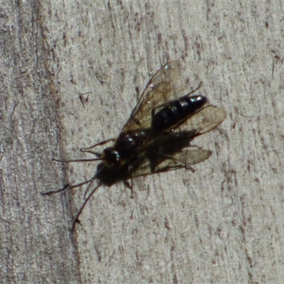 Unverified Sawfly (Hymenoptera, Symphyta) at West Hobart, TAS - 10 Nov 2024 by VanessaC