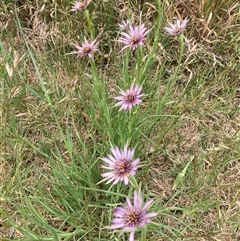 Tragopogon porrifolius (Salsify, Oyster Plant) at Kingston, ACT - 11 Nov 2024 by Jenny54