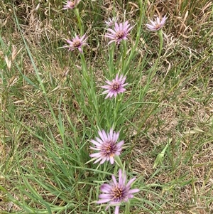 Tragopogon porrifolius at Kingston, ACT - 11 Nov 2024 10:31 AM