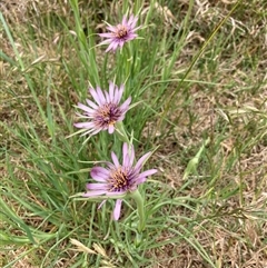 Tragopogon porrifolius at Kingston, ACT - 11 Nov 2024 10:31 AM