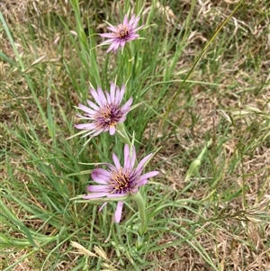 Tragopogon porrifolius at Kingston, ACT - 11 Nov 2024 10:31 AM