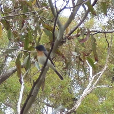 Myiagra cyanoleuca (Satin Flycatcher) at Mount Stuart, TAS - 9 Nov 2024 by VanessaC