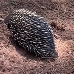 Tachyglossus aculeatus (Short-beaked Echidna) at Kenny, ACT - 10 Nov 2024 by Clarel