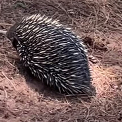 Tachyglossus aculeatus (Short-beaked Echidna) at Kenny, ACT - 10 Nov 2024 by Clarel