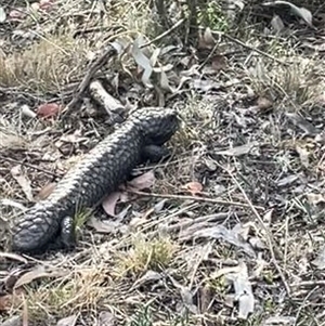 Tiliqua rugosa at Ainslie, ACT - 4 Nov 2024