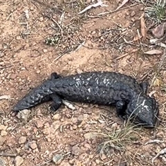 Tiliqua rugosa (Shingleback Lizard) at Hackett, ACT - 4 Nov 2024 by Clarel