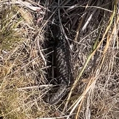 Tiliqua rugosa (Shingleback Lizard) at Ainslie, ACT - 10 Nov 2024 by Clarel