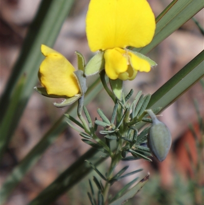 Gompholobium huegelii (pale wedge–pea) at Bruce, ACT - 9 Nov 2024 by Clarel