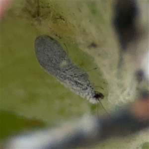 Psyllidae sp. (family) at Lyneham, ACT - 10 Nov 2024