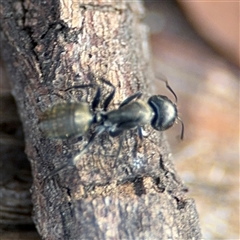 Camponotus aeneopilosus (A Golden-tailed sugar ant) at O'Connor, ACT - 10 Nov 2024 by Hejor1