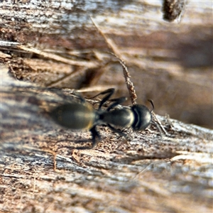 Camponotus aeneopilosus at O'Connor, ACT - 10 Nov 2024 05:29 PM