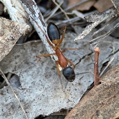 Camponotus consobrinus (Banded sugar ant) at Lyneham, ACT - 10 Nov 2024 by Hejor1