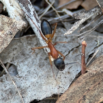 Camponotus consobrinus (Banded sugar ant) at Lyneham, ACT - 10 Nov 2024 by Hejor1