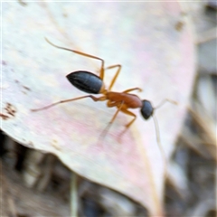 Camponotus consobrinus at Lyneham, ACT - 10 Nov 2024