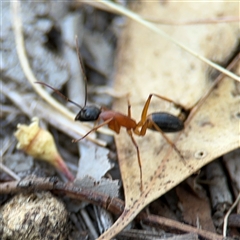 Camponotus consobrinus at Lyneham, ACT - 10 Nov 2024