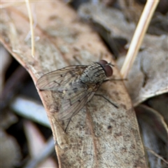 Helina sp. (genus) (Muscid fly) at Lyneham, ACT - 10 Nov 2024 by Hejor1