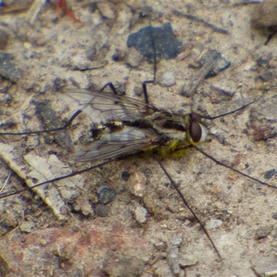 Dexiini (tribe) (A bristle fly) at West Hobart, TAS - 9 Nov 2024 by VanessaC