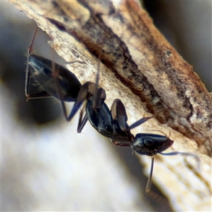 Camponotus claripes at Lyneham, ACT - 10 Nov 2024 05:36 PM