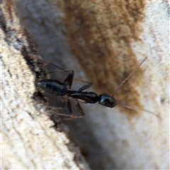 Camponotus claripes at Lyneham, ACT - 10 Nov 2024 05:36 PM