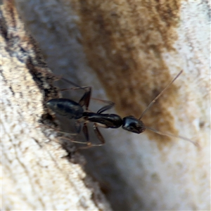 Camponotus claripes at Lyneham, ACT - 10 Nov 2024 05:36 PM