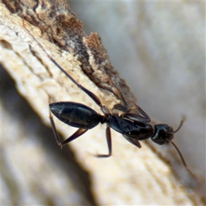 Camponotus claripes at Lyneham, ACT - 10 Nov 2024 05:36 PM