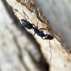 Camponotus claripes at Lyneham, ACT - 10 Nov 2024 05:36 PM