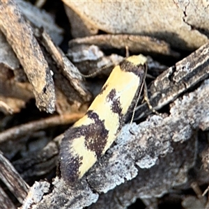 Olbonoma triptycha at Lyneham, ACT - 10 Nov 2024