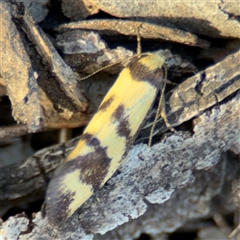 Olbonoma triptycha at Lyneham, ACT - 10 Nov 2024