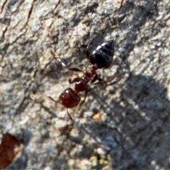 Crematogaster sp. (genus) at Lyneham, ACT - 10 Nov 2024 05:41 PM