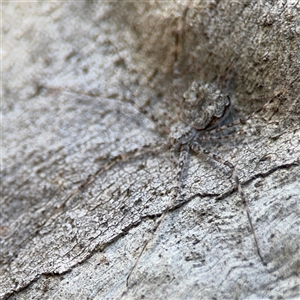 Tamopsis sp. (genus) at Lyneham, ACT - 10 Nov 2024 05:42 PM