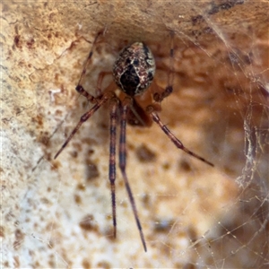 Cryptachaea veruculata at Lyneham, ACT - 10 Nov 2024