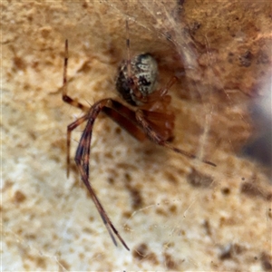 Cryptachaea veruculata at Lyneham, ACT - 10 Nov 2024