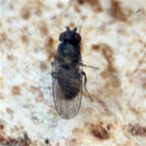 Milichiidae (family) at Lyneham, ACT - 10 Nov 2024