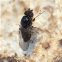 Milichiidae (family) at Lyneham, ACT - 10 Nov 2024