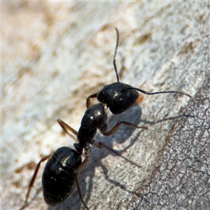 Camponotus claripes at Lyneham, ACT - 10 Nov 2024 05:46 PM