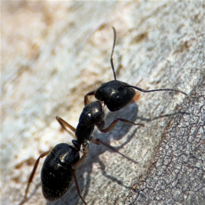 Camponotus claripes (Pale-legged sugar ant) at Lyneham, ACT - 10 Nov 2024 by Hejor1