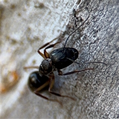 Camponotus claripes at Lyneham, ACT - 10 Nov 2024 05:46 PM