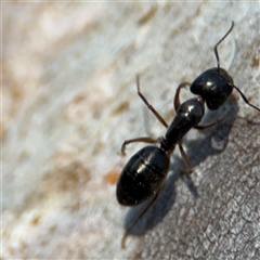 Camponotus claripes at Lyneham, ACT - 10 Nov 2024