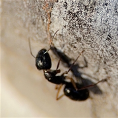 Camponotus claripes at Lyneham, ACT - 10 Nov 2024 05:46 PM