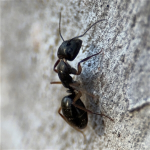 Camponotus claripes at Lyneham, ACT - 10 Nov 2024 05:46 PM