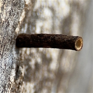 Hemibela (genus) at O'Connor, ACT - 10 Nov 2024