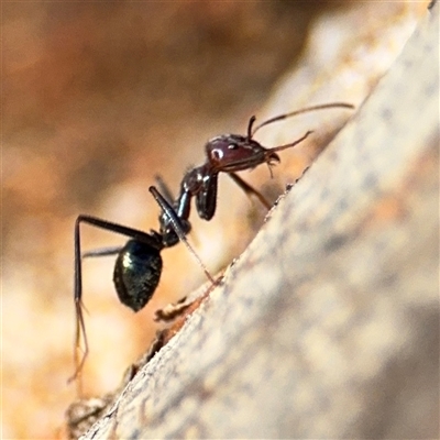 Iridomyrmex sp. (genus) (Ant) at Lyneham, ACT - 10 Nov 2024 by Hejor1