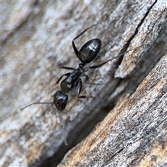 Camponotus sp. (genus) (A sugar ant) at Lyneham, ACT - 10 Nov 2024 by Hejor1