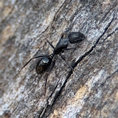 Camponotus sp. (genus) at Lyneham, ACT - 10 Nov 2024