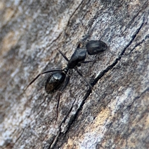 Camponotus sp. (genus) at Lyneham, ACT - 10 Nov 2024