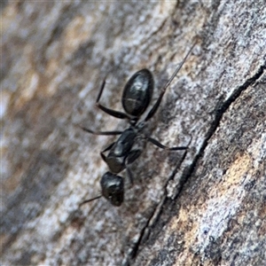 Camponotus sp. (genus) at Lyneham, ACT - 10 Nov 2024 05:54 PM