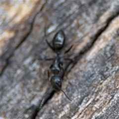 Camponotus sp. (genus) at Lyneham, ACT - 10 Nov 2024 05:54 PM