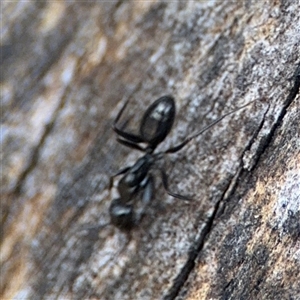 Camponotus sp. (genus) at Lyneham, ACT - 10 Nov 2024 05:54 PM